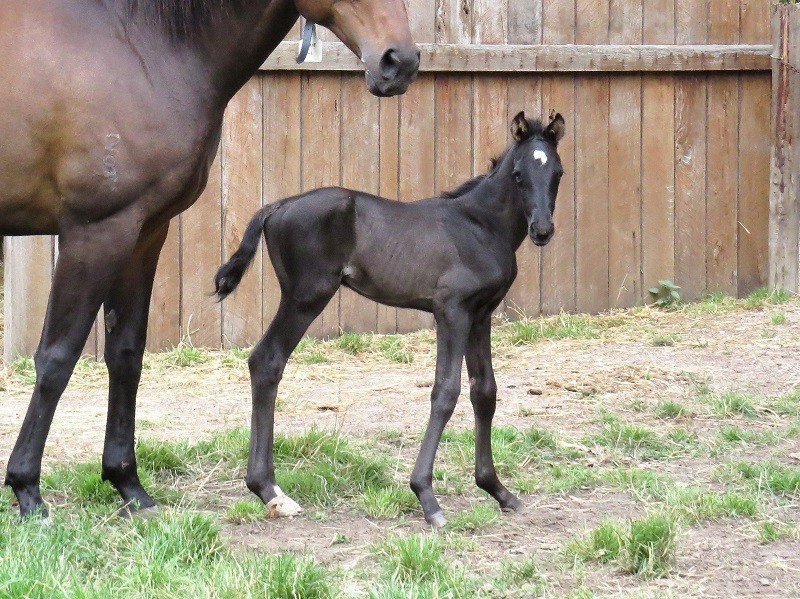 002 Sophie x Warmblood Stallion blc 17-12 4d